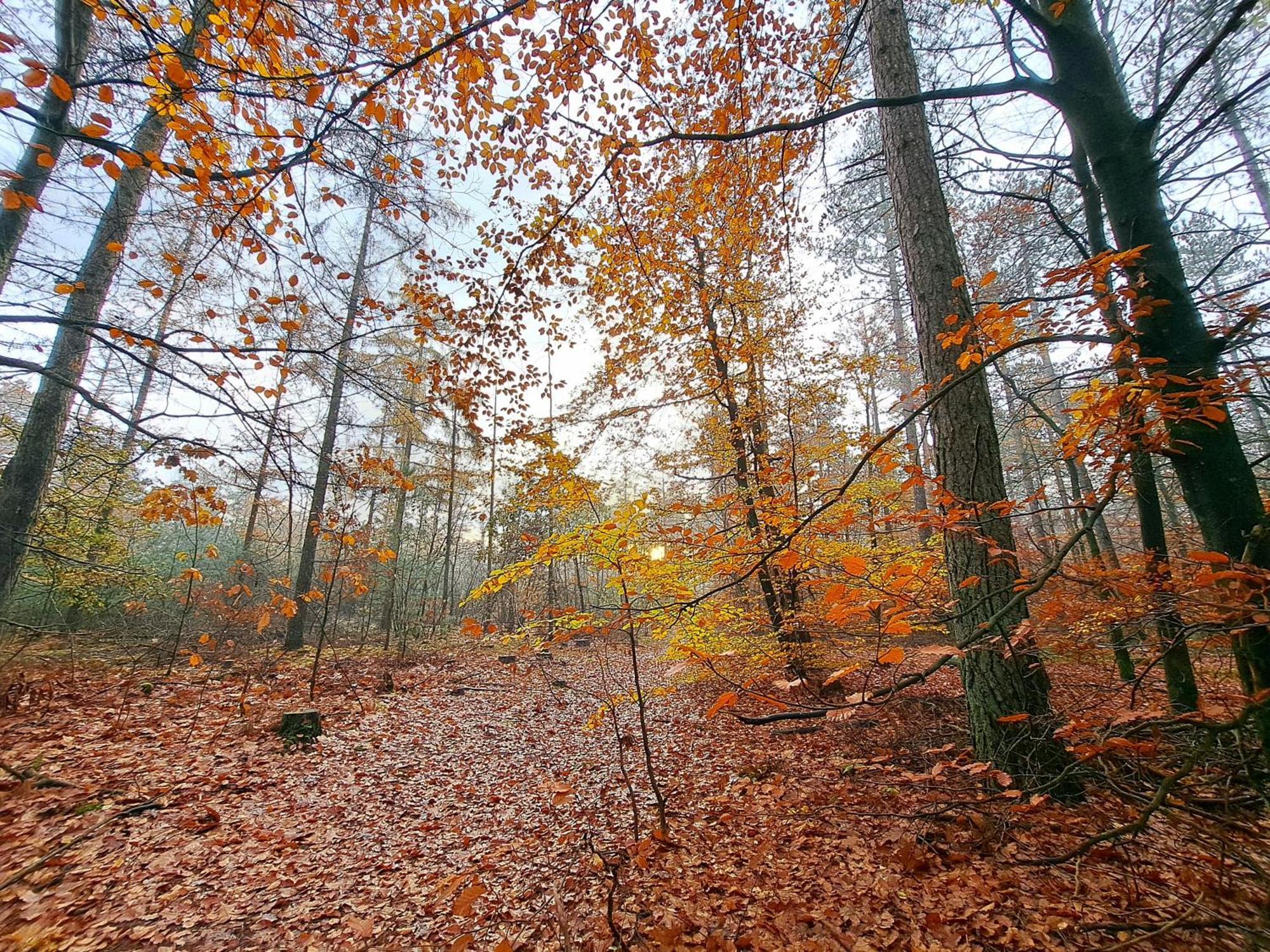 Ruim Chalet, Midden In Het Bos! Нюнспет Экстерьер фото
